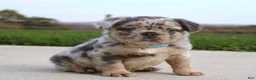 French Bulldog dogs for sale: Boe - Ad 6