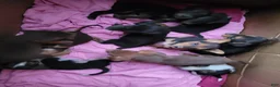 Mixed Breed dogs for sale: Mixed Breed 7 - Ad 3