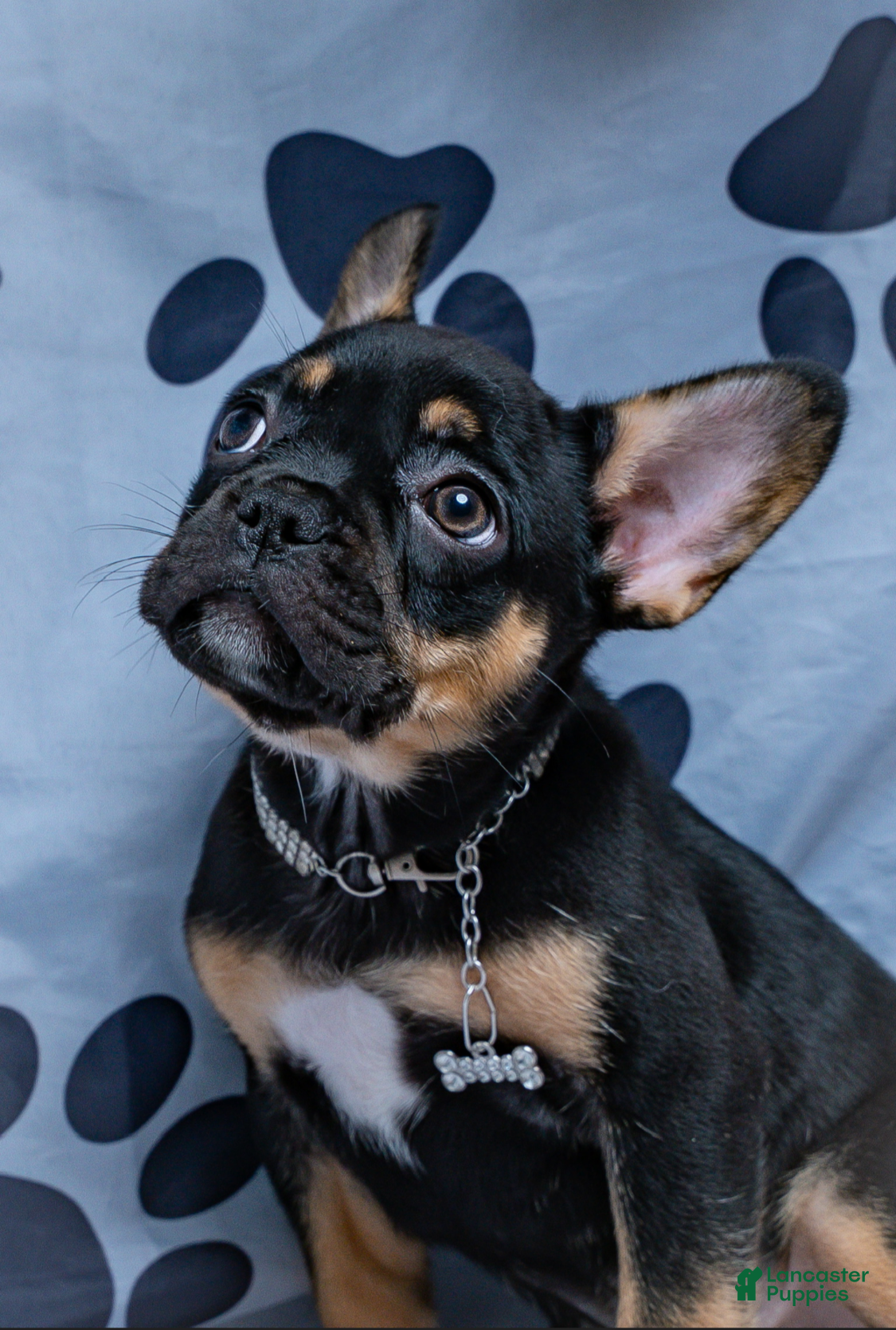 French Bulldog dogs French Bulldog 4 - Ad 23