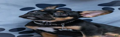 French Bulldog 4
