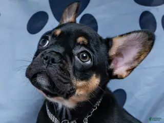 French Bulldog dogs French Bulldog 4 - Ad 23