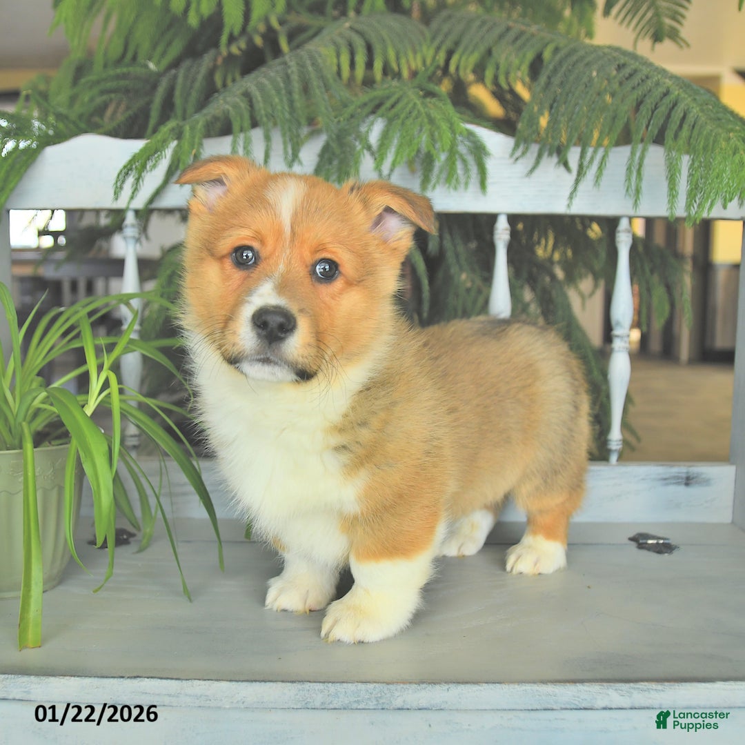 Welsh Corgi Pembroke dogs for sale: Eric  - Ad 3
