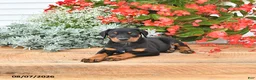 Doberman Pinscher dogs for sale: Benji - Ad 4