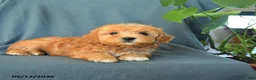 Havapoo dogs for sale: Mikey - Ad 2
