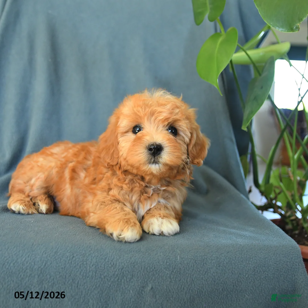 Havapoo dogs for sale: Mikey - Ad 2