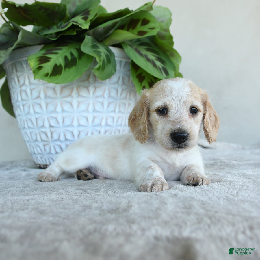 Dachshund dogs for sale: Piper - Ad 3