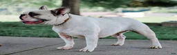 French Bulldog dogs for sale: Sonny - Ad 5