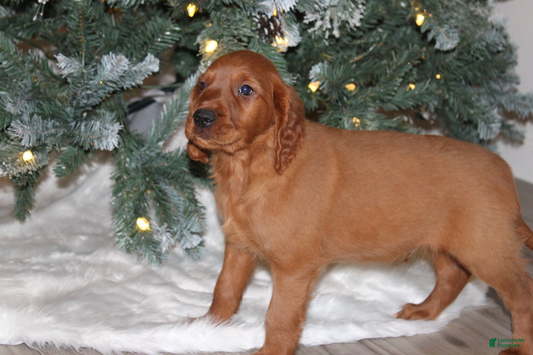 Mixed Breed dogs for sale: gordan - Ad 4