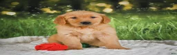 Golden Retriever dogs for sale: Sadie - Ad 11