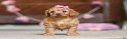Cavapoo dogs for sale: Alexa - Ad 4