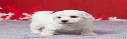 Bichon Frise dogs for sale: Frosty - Ad 4