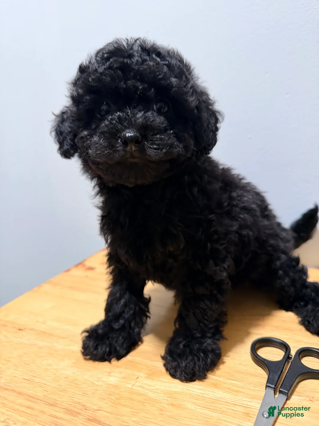 Toy Poodle dogs for sale: Toy Poodle 4 - Ad 1