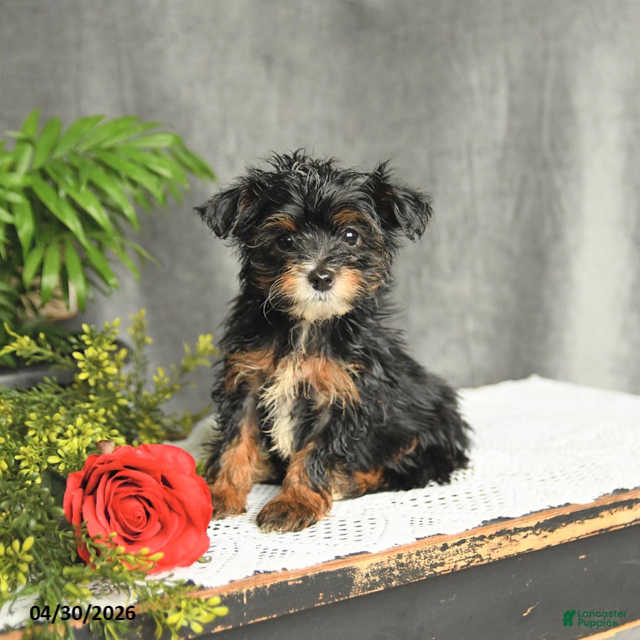 Yorkiepoo dogs for sale: Lucky - Ad 2