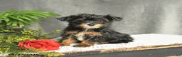 Yorkiepoo dogs for sale: Lucky - Ad 1