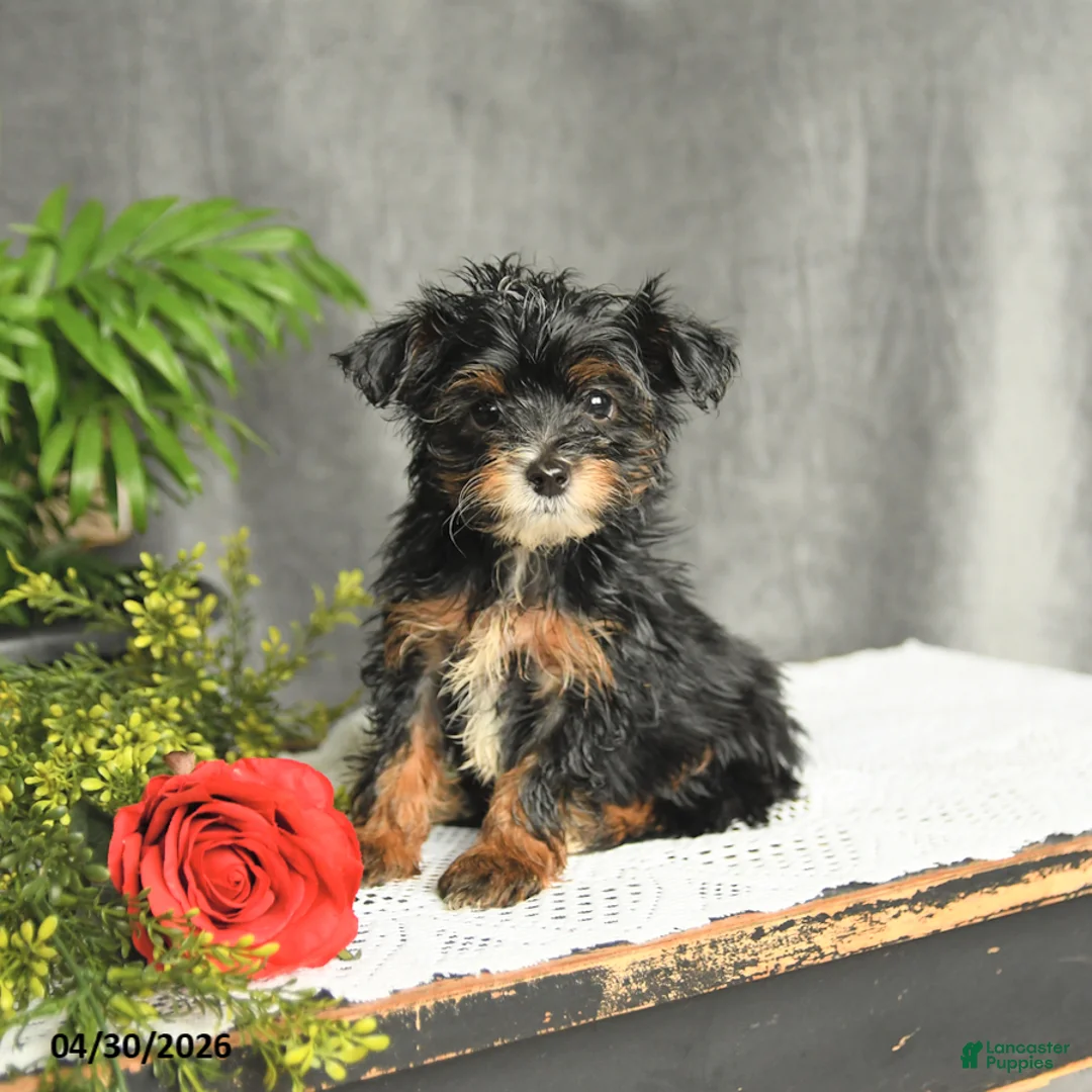 Yorkiepoo dogs for sale: Lucky - Ad 1