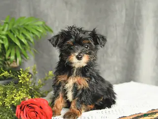 Yorkiepoo dogs for sale: Lucky - Ad 2