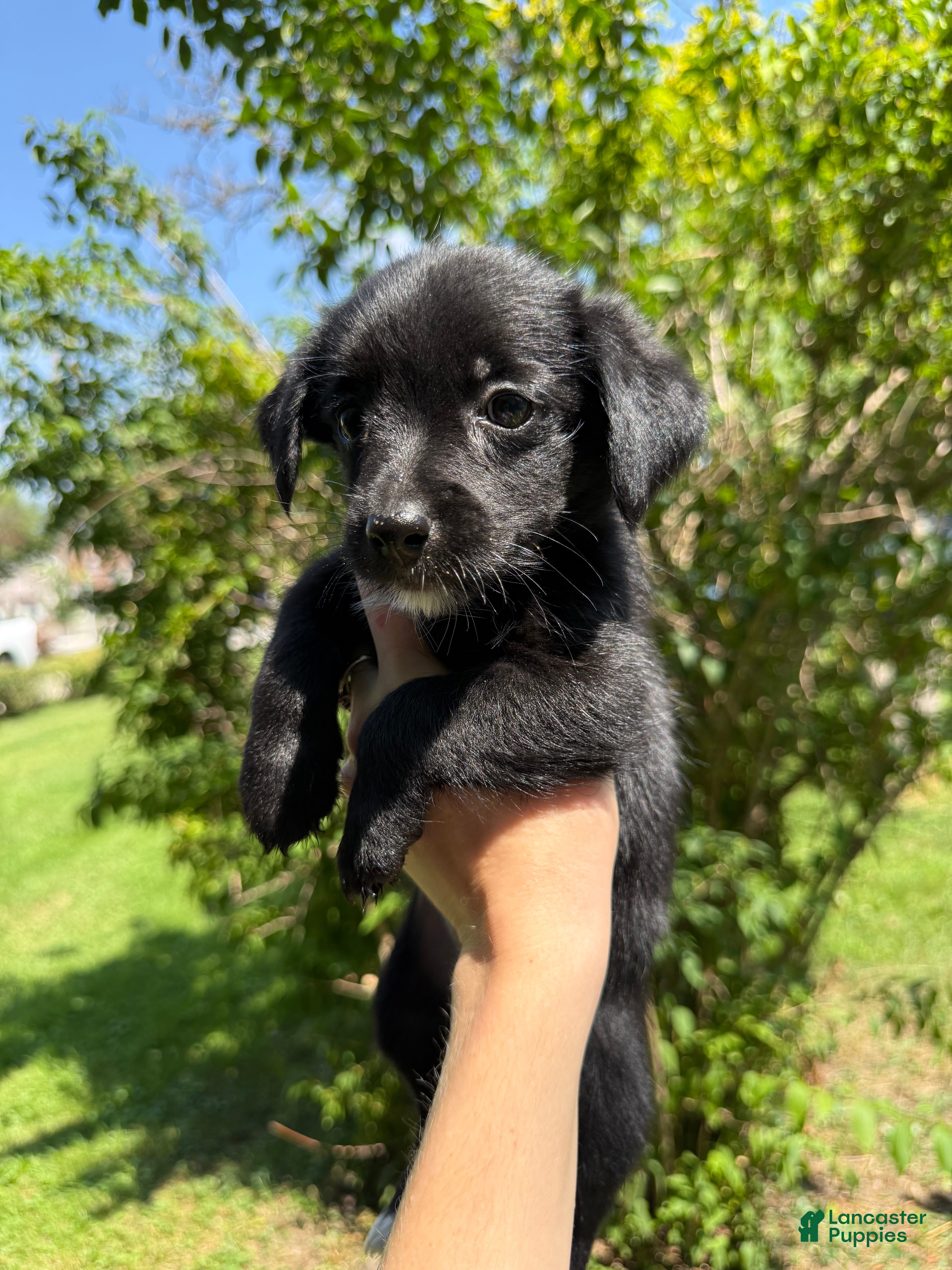 Mixed Breed dogs Beatrice - Ad 2