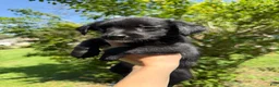 Mixed Breed dogs for sale: Beatrice - Ad 2