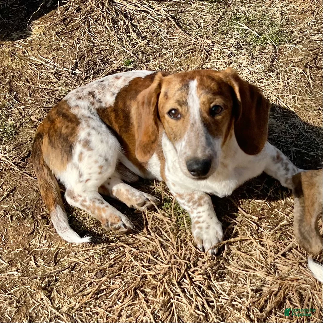 Dachshund dogs for sale: Ranger - Ad 2