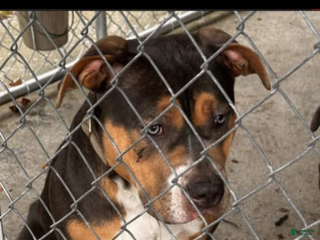 American Bully dogs - Ad 42