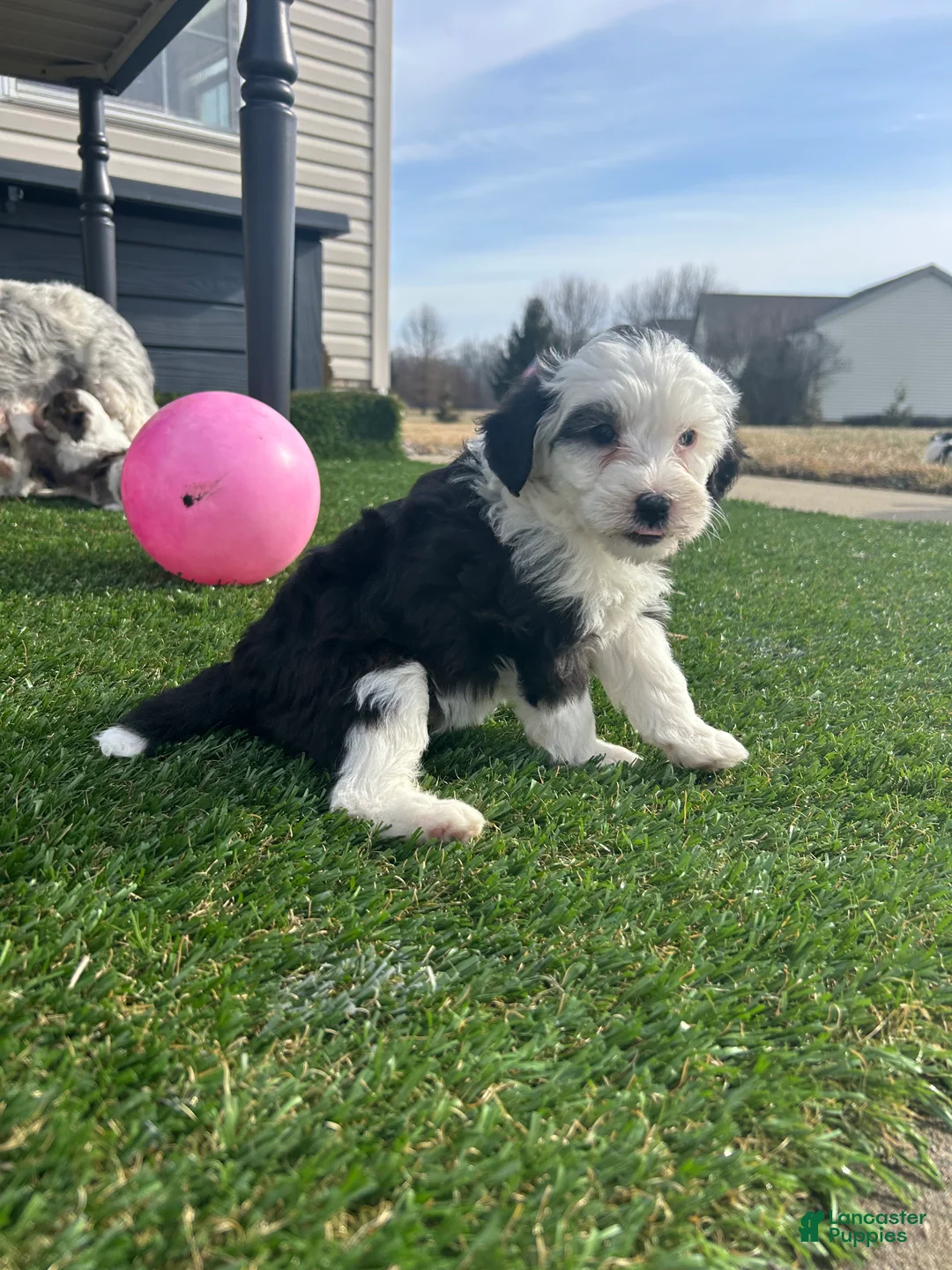 Mixed Breed dogs for sale: Bella - Ad 9