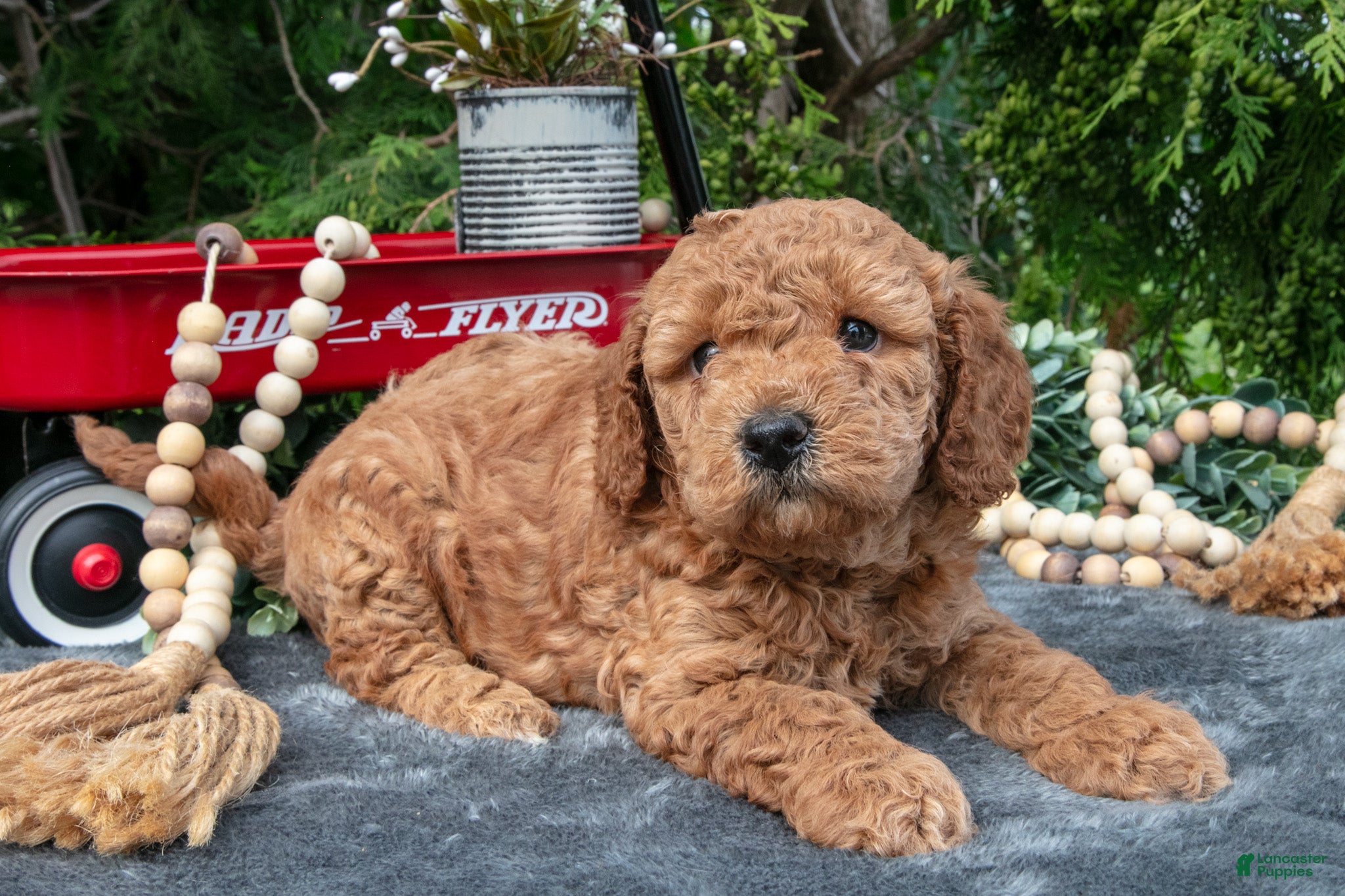 Cavapoo dogs Stanley - Ad 1