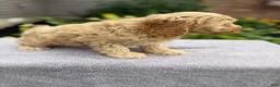Cockapoo dogs for sale: Pam - Ad 3