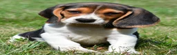 Beagle dogs for sale: Diesel - Ad 3