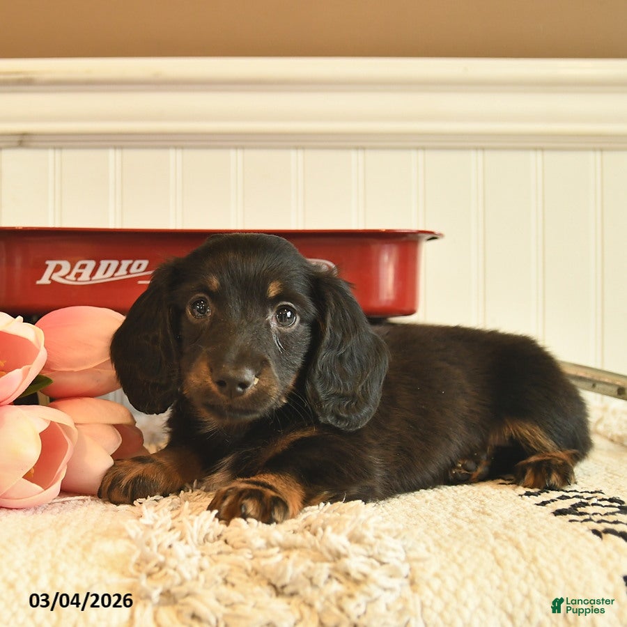 Miniature Dachshund dogs Bentley  - Ad 2