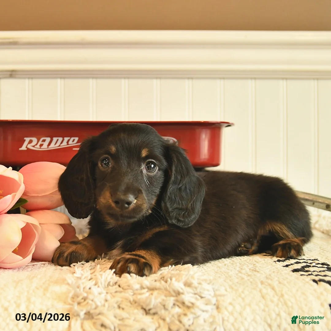 Miniature Dachshund dogs for sale: Bentley  - Ad 2