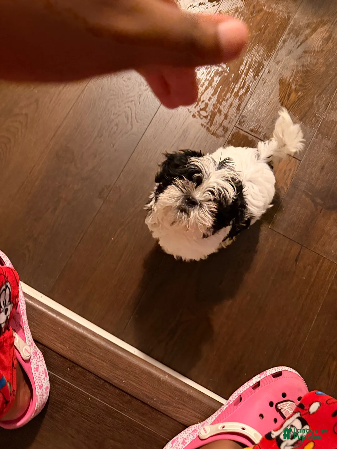 Shih Tzu dogs for sale: Shih Tzu 1 - Ad 2