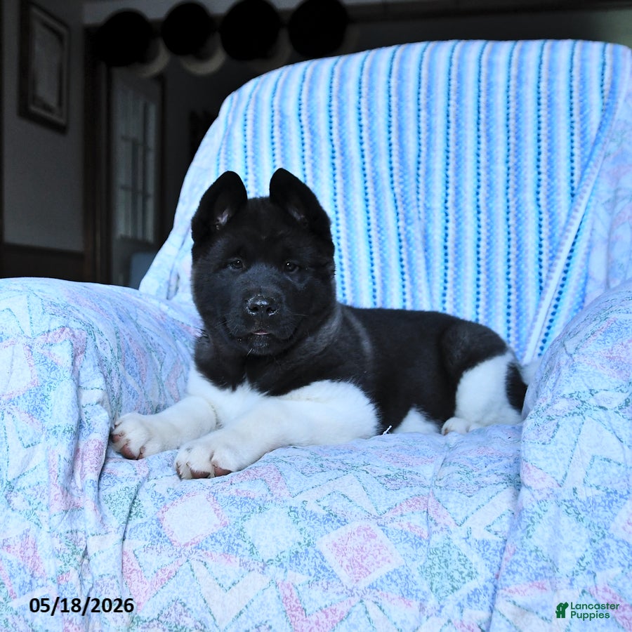 Akita dogs Sharon - Ad 2