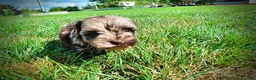Havapoo dogs for sale: Heavenly - Ad 14