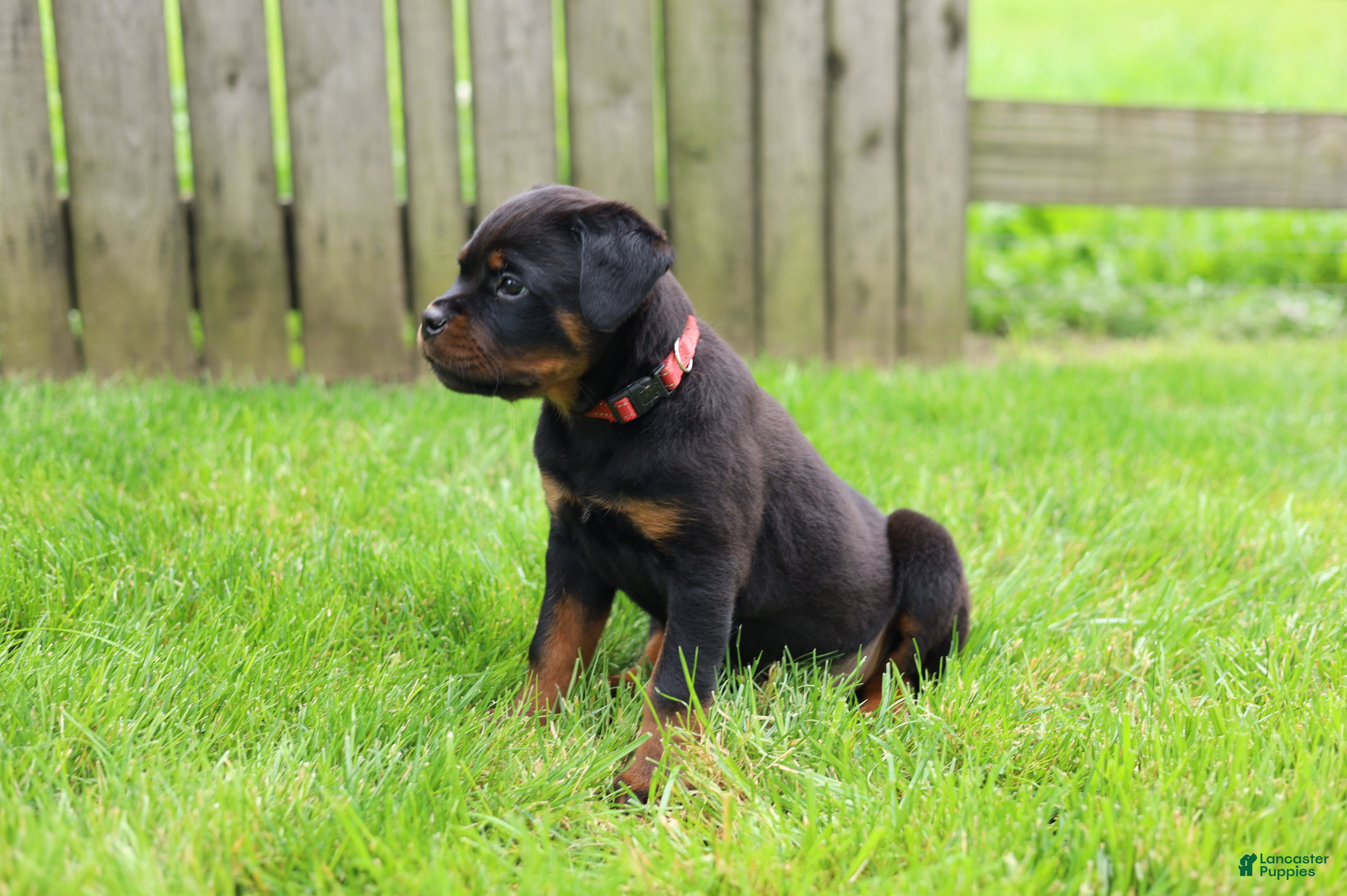 Rottweiler dogs Luna  - Ad 2