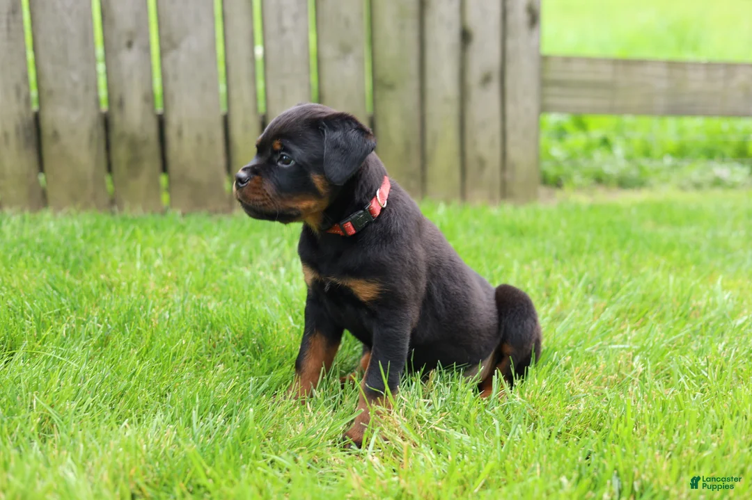 Rottweiler dogs for sale: Luna  - Ad 2