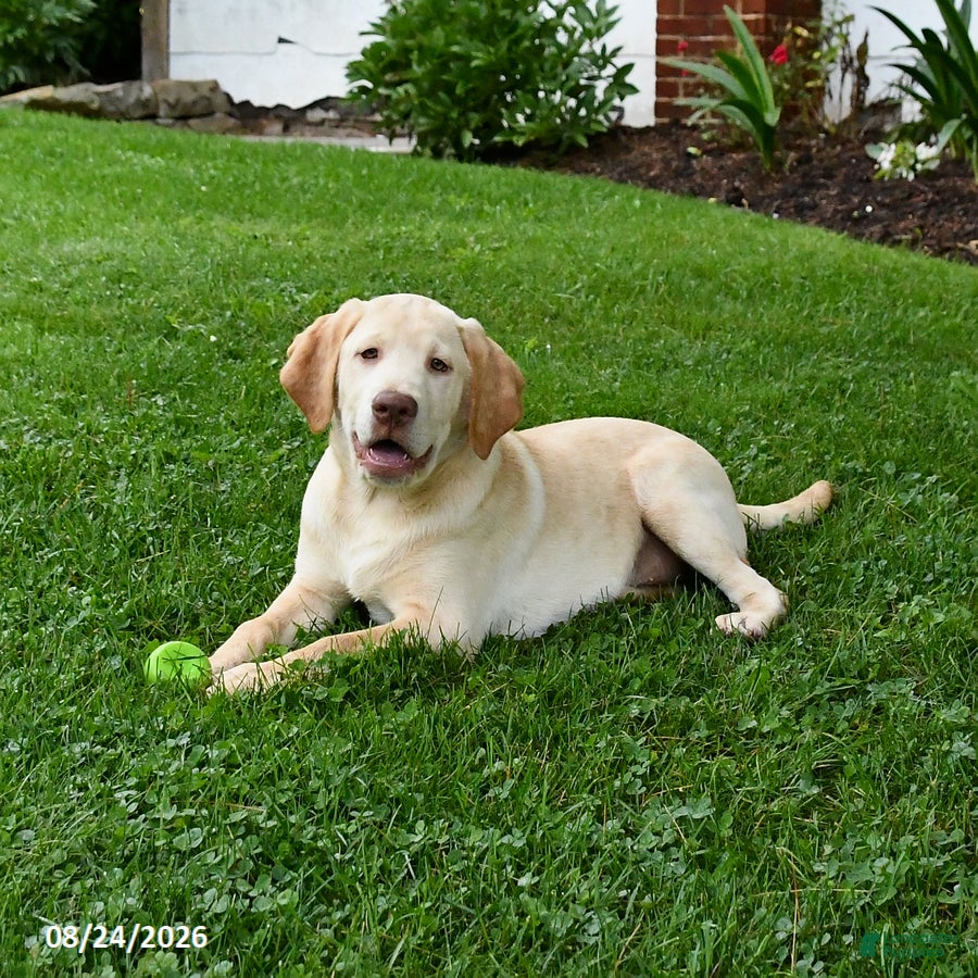 Labrador Retriever dogs Stormy - Ad 1