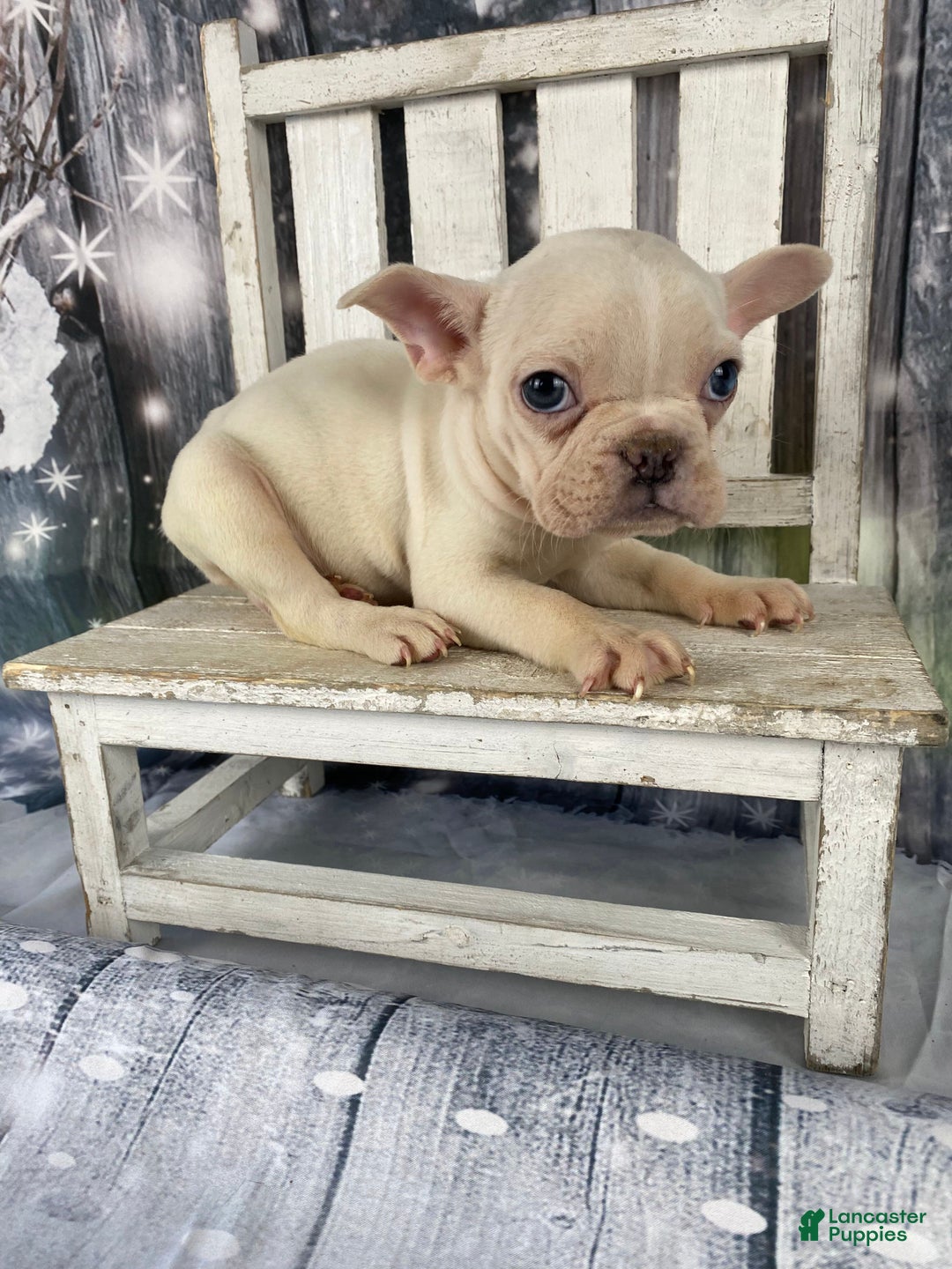 Mixed Breed dogs for sale: Bobby - Ad 11