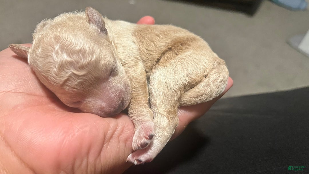 Bichpoo dogs for sale: Harlow - Ad 6