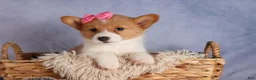 Welsh Corgi Pembroke dogs for sale: Bella🌸 - Ad 14
