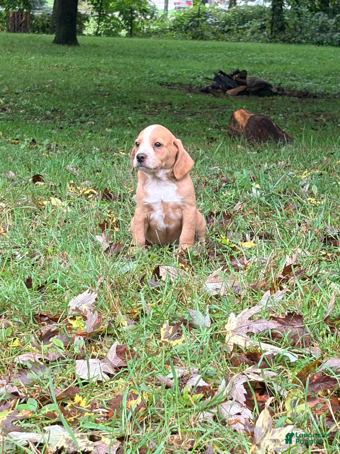 Mixed Breed dogs Mixed Breed 3 - Ad 1