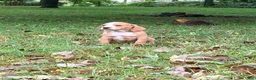 Mixed Breed dogs for sale: Mixed Breed 3 - Ad 1