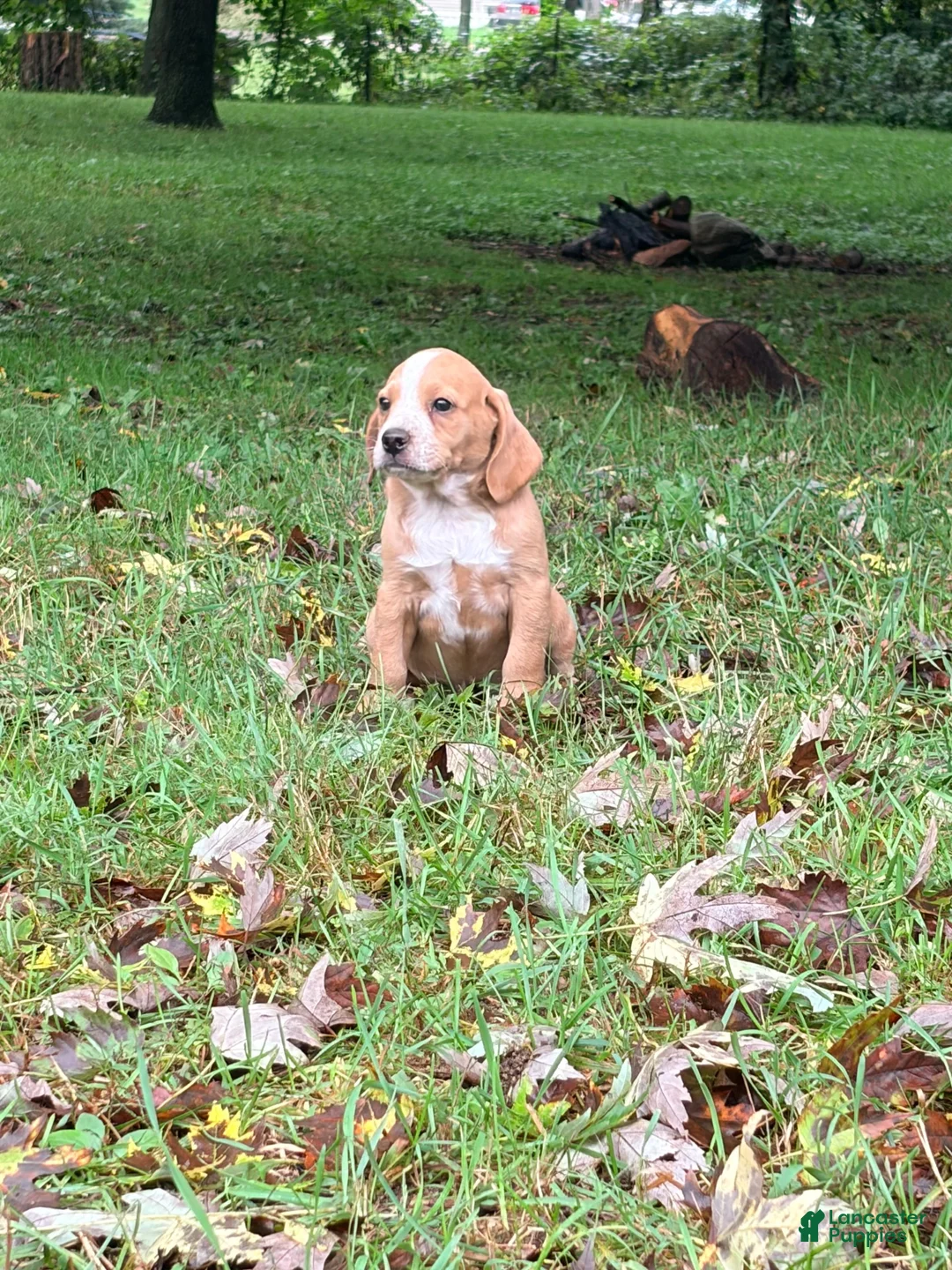 Mixed Breed dogs for sale: Mixed Breed 3 - Ad 1