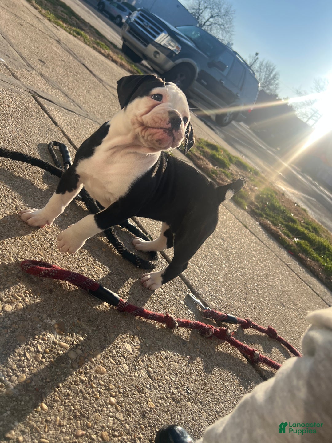 American Bulldog dogs for sale: American Bulldog Puppy 1 - Ad 3