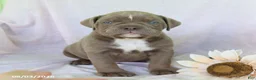 Olde English Bulldogge dogs for sale: Taffy - Ad 3