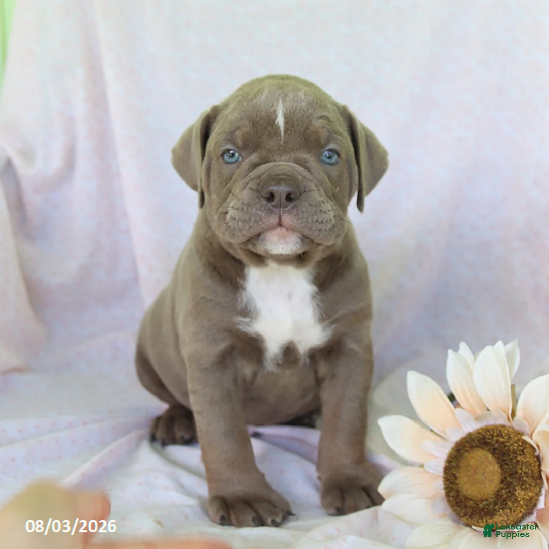 Olde English Bulldogge dogs for sale: Taffy - Ad 3