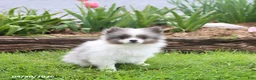 Pomeranian dogs for sale: Tiara - Ad 4