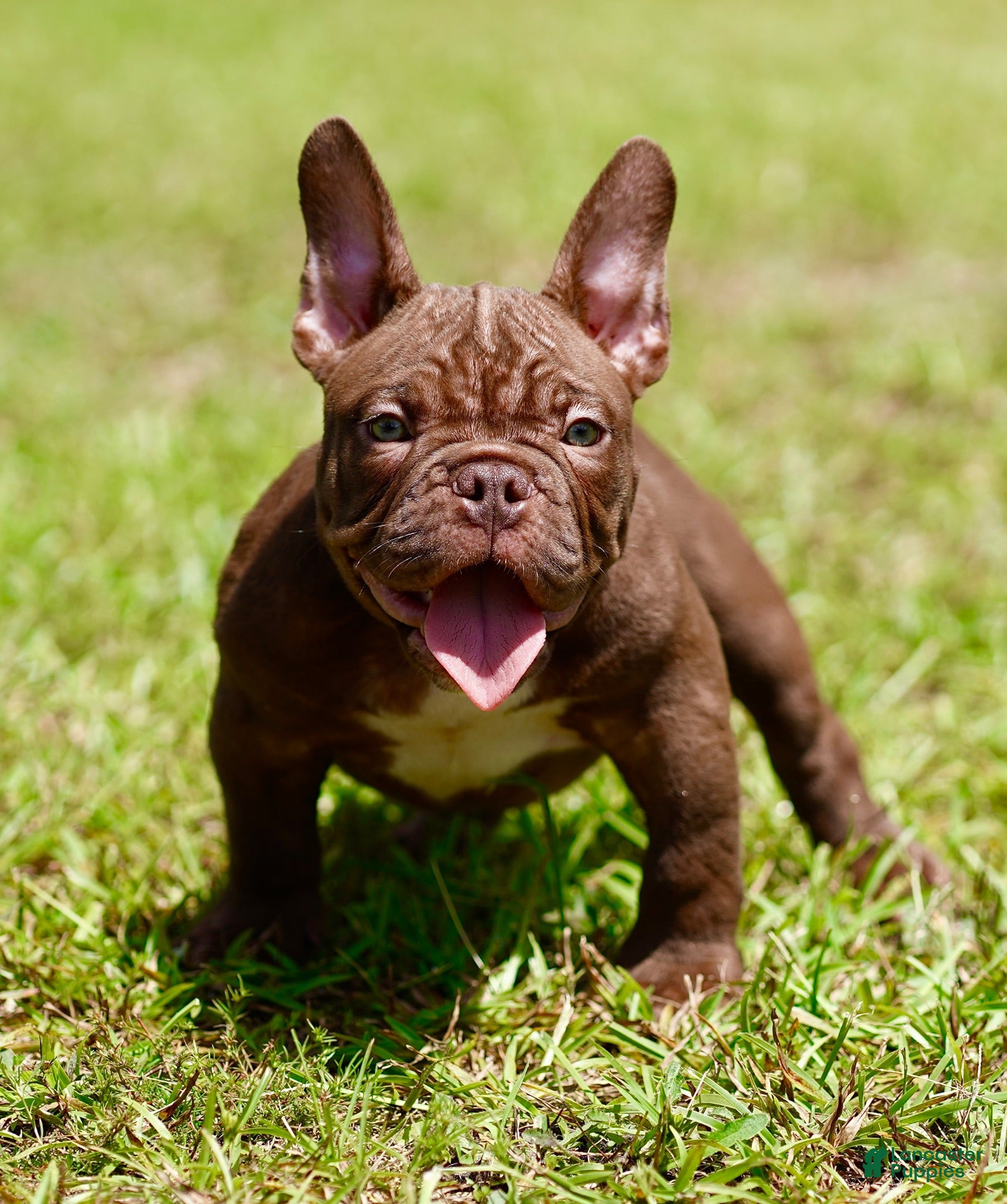American Bully dogs American Bully 2 - Ad 42
