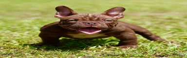 American Bully 2