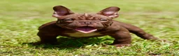 American Bully dogs for sale: American Bully 2 - Ad 1