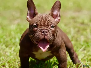 American Bully dogs American Bully 2 - Ad 19
